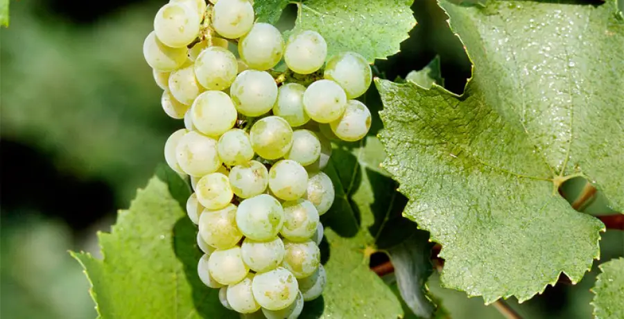 Berlucchi: il primo Franciacorta che ha fatto la storia