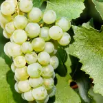 Berlucchi: il primo Franciacorta che ha fatto la storia